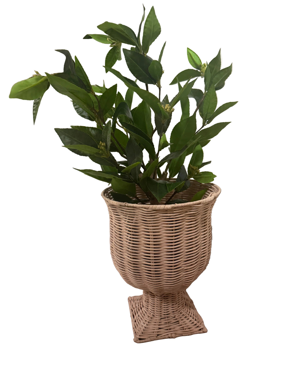 Plant in wicker planter rental
