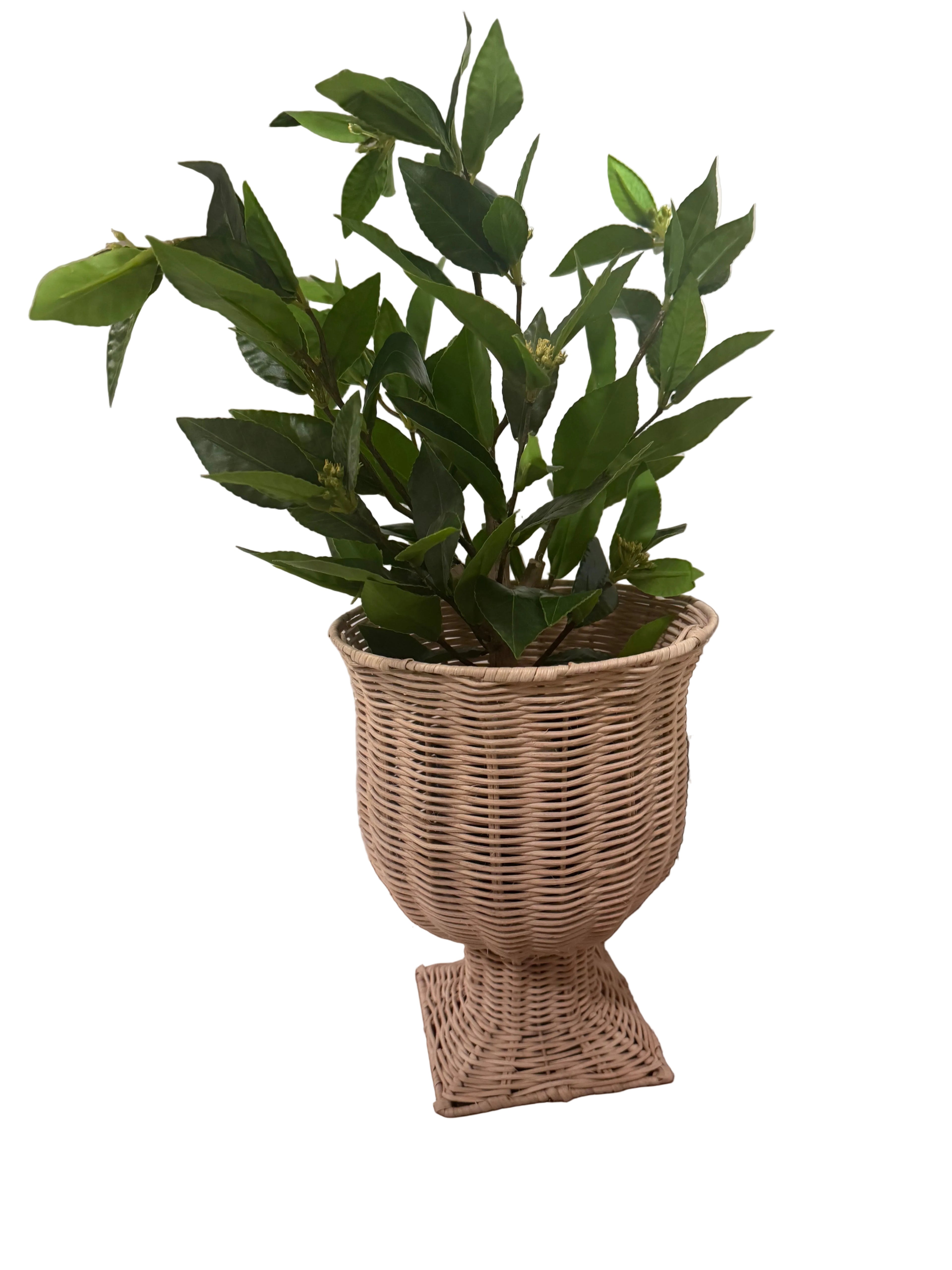 Plant in wicker planter rental