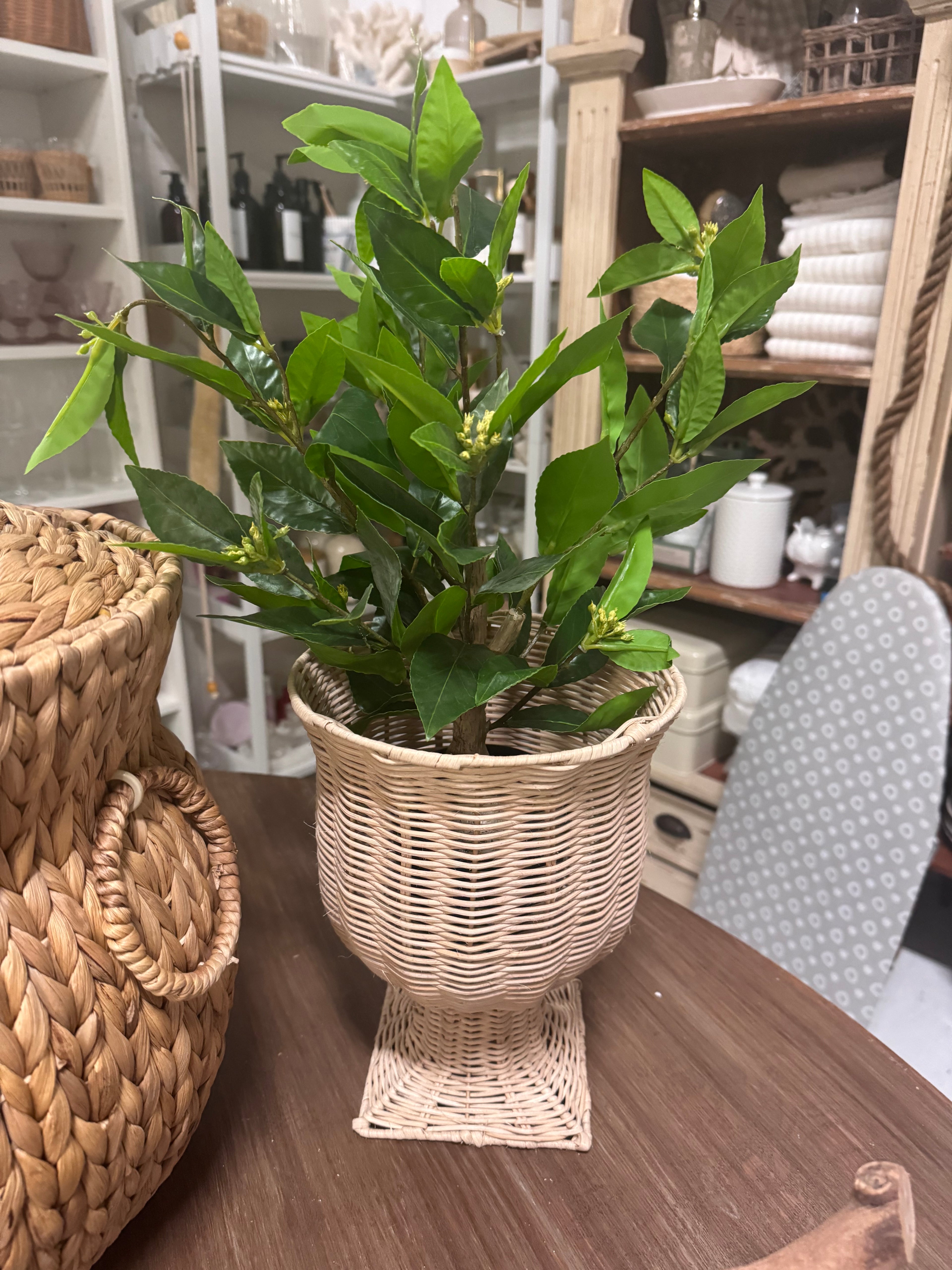 Plant in wicker planter rental