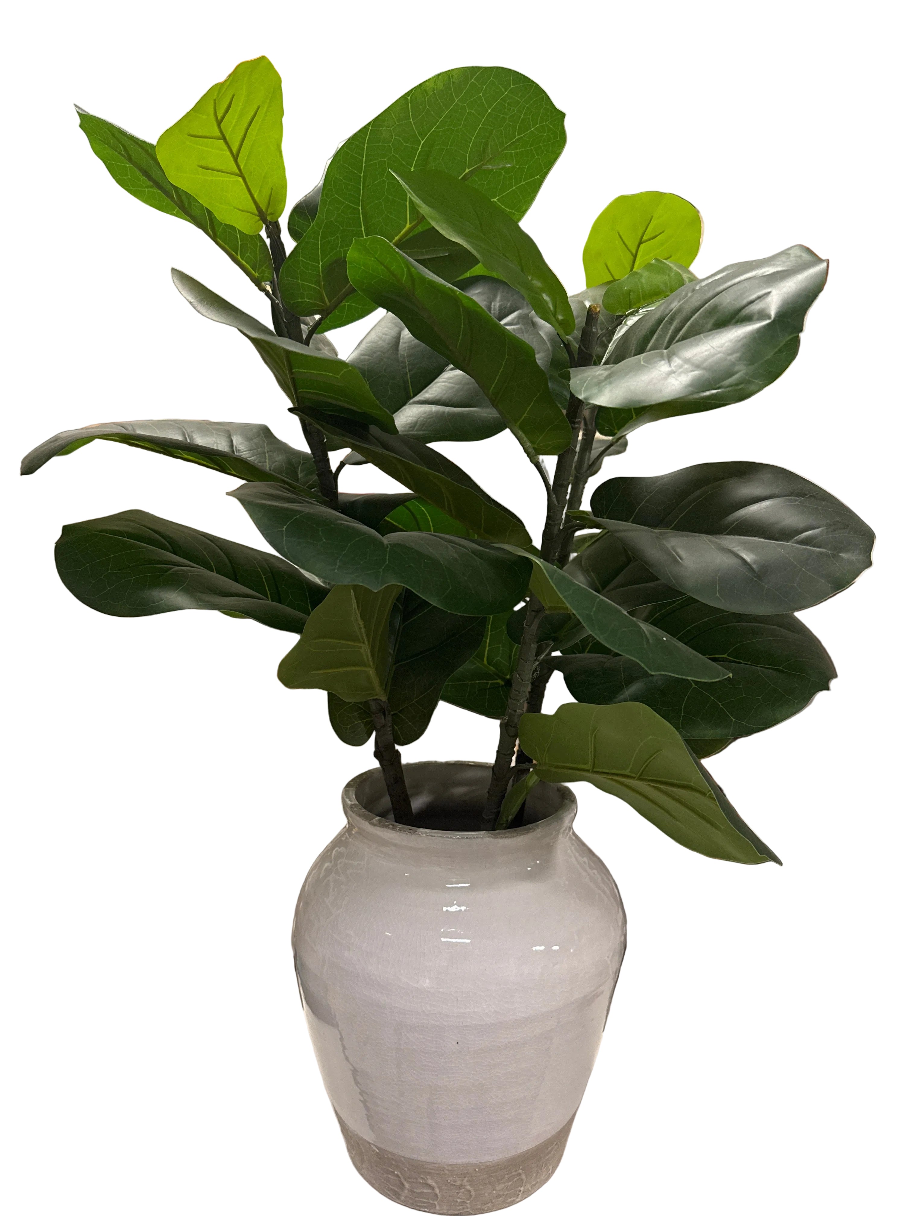 Large plant in pottery vase rental