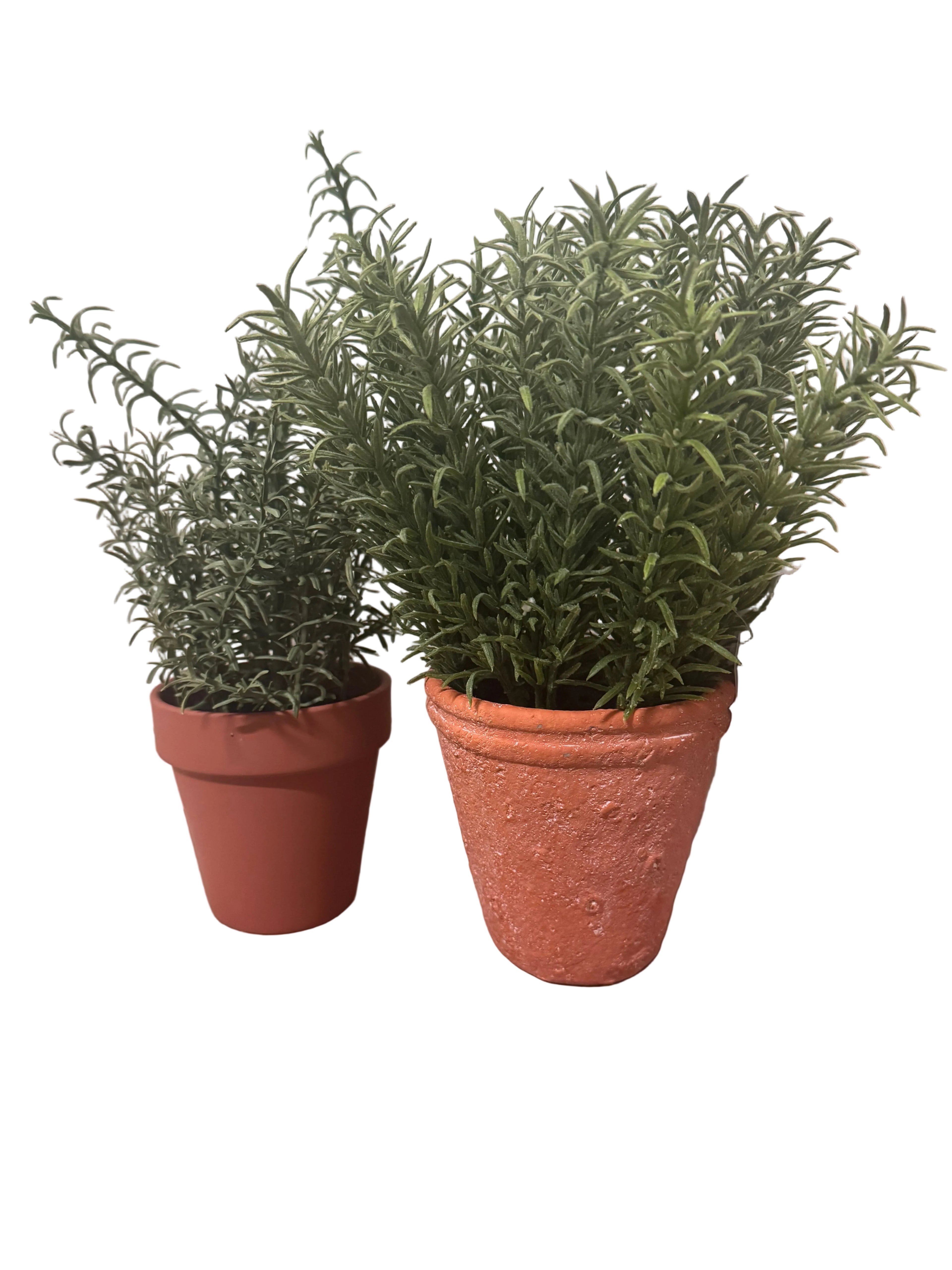 Rosemary plant set rental