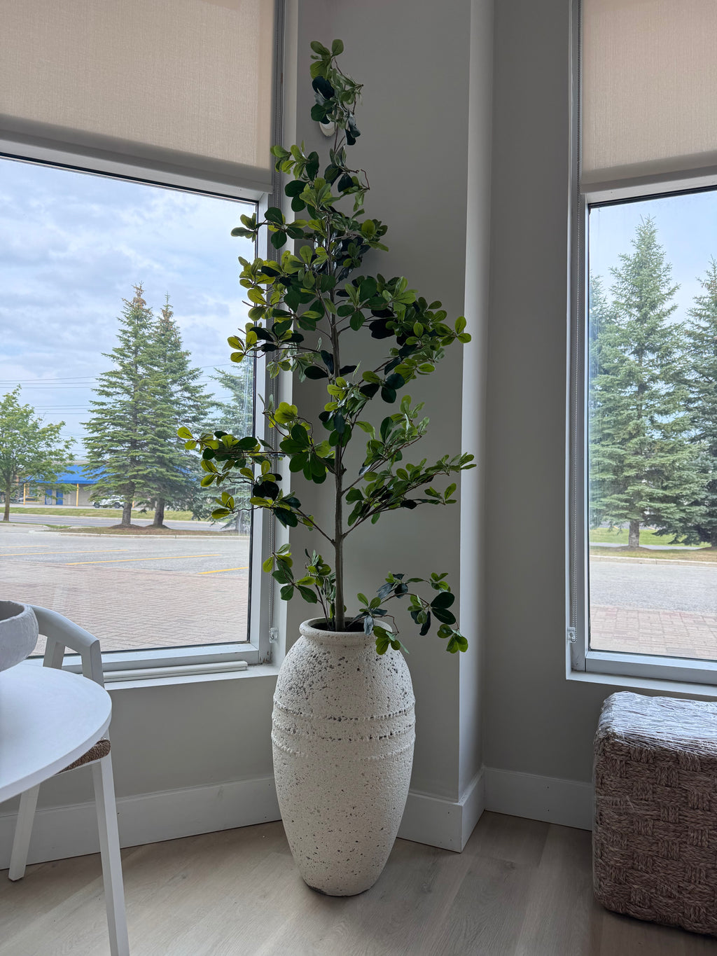 7ft tree in clay pot rental