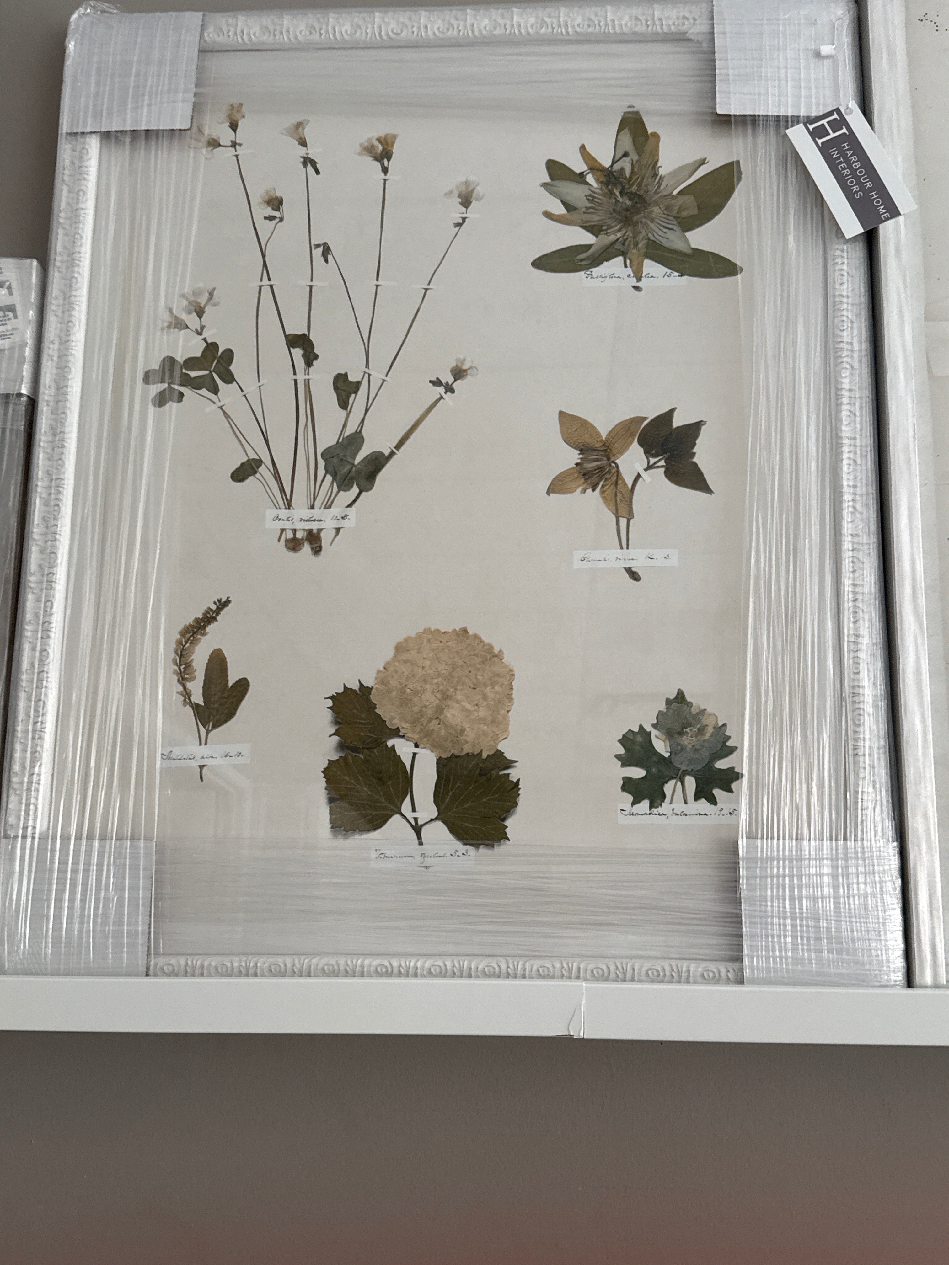 Pressed floral art rental (21”x25)
