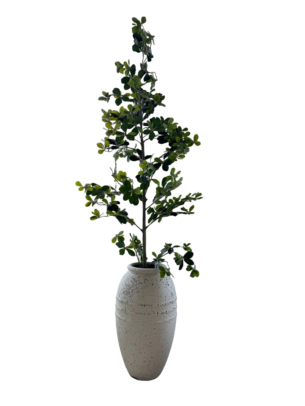 7ft tree in clay pot rental