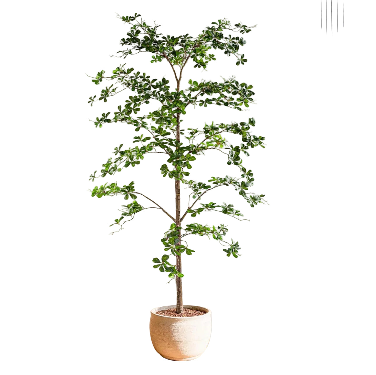 8ft tall black olive tree in wicker pot rental