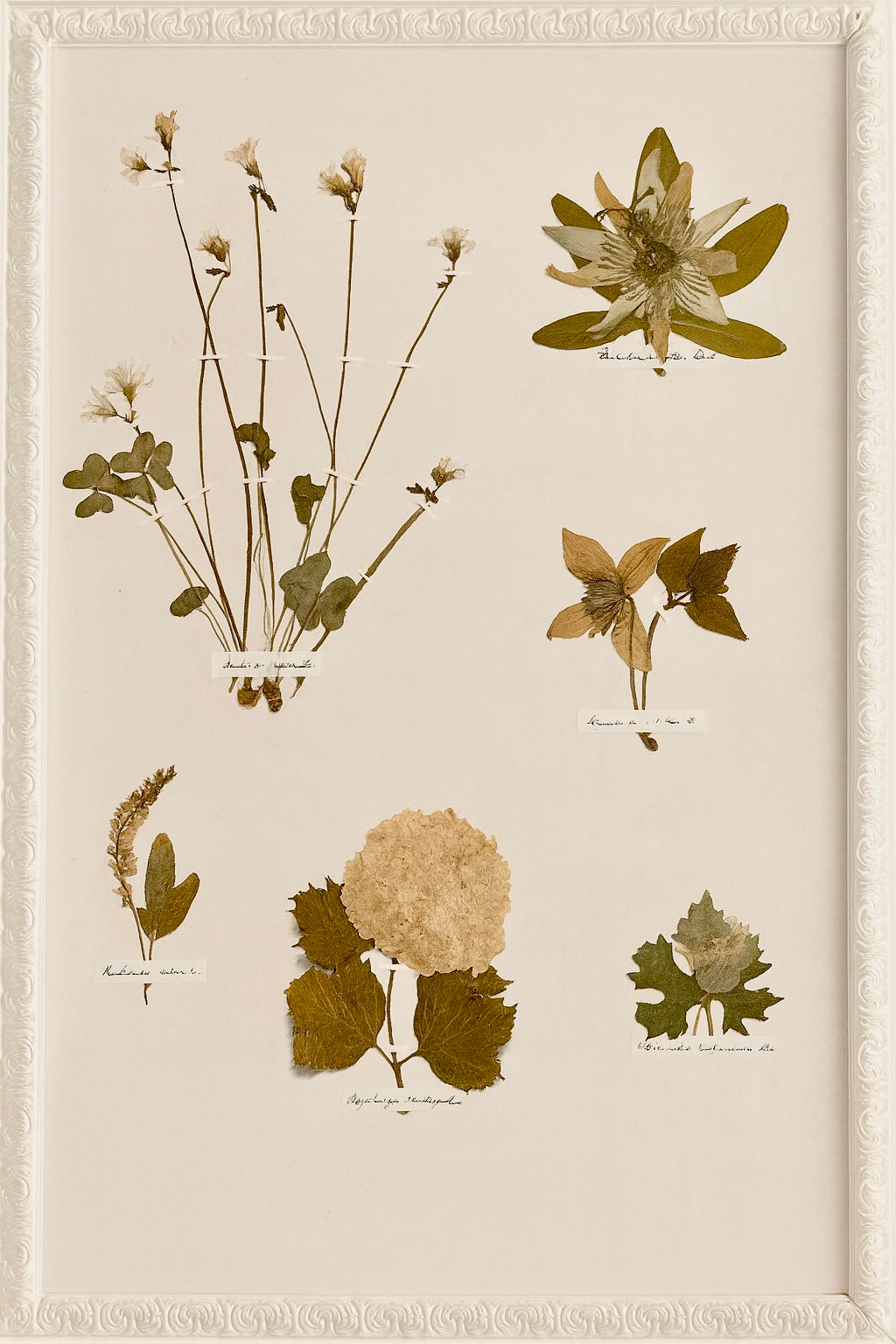 Pressed floral art rental (21”x25)
