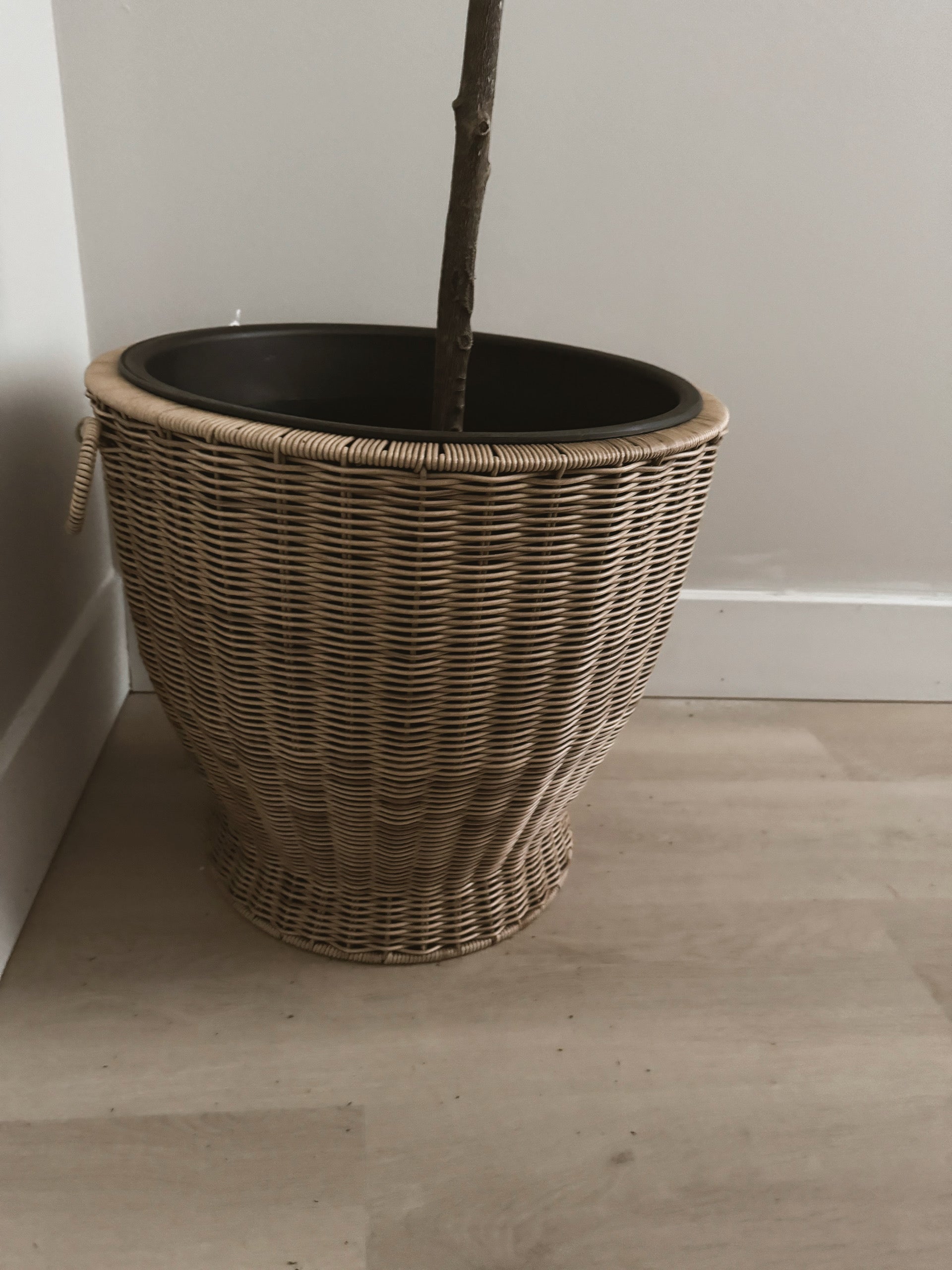 8ft tall black olive tree in wicker pot rental