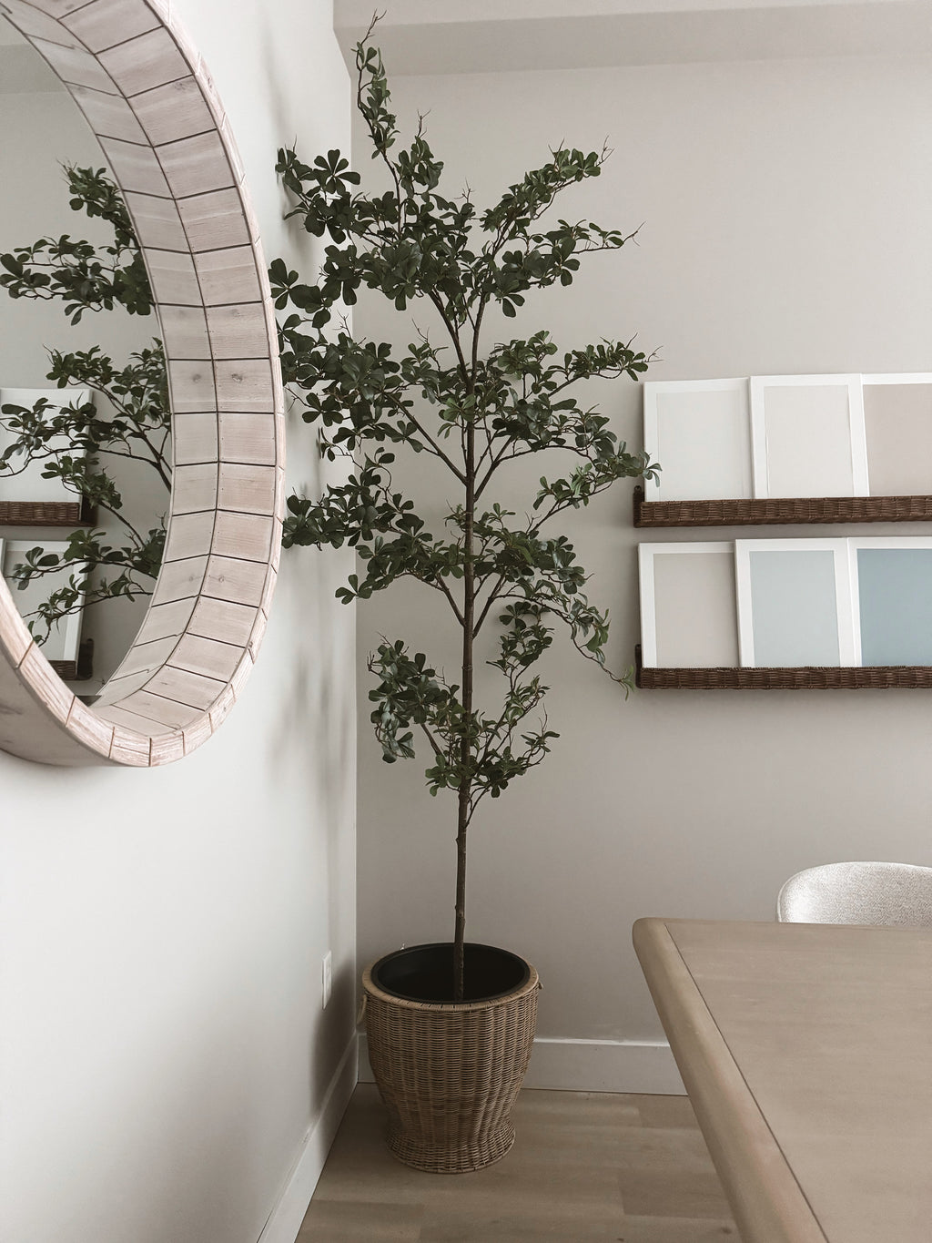 8ft tall black olive tree in wicker pot rental