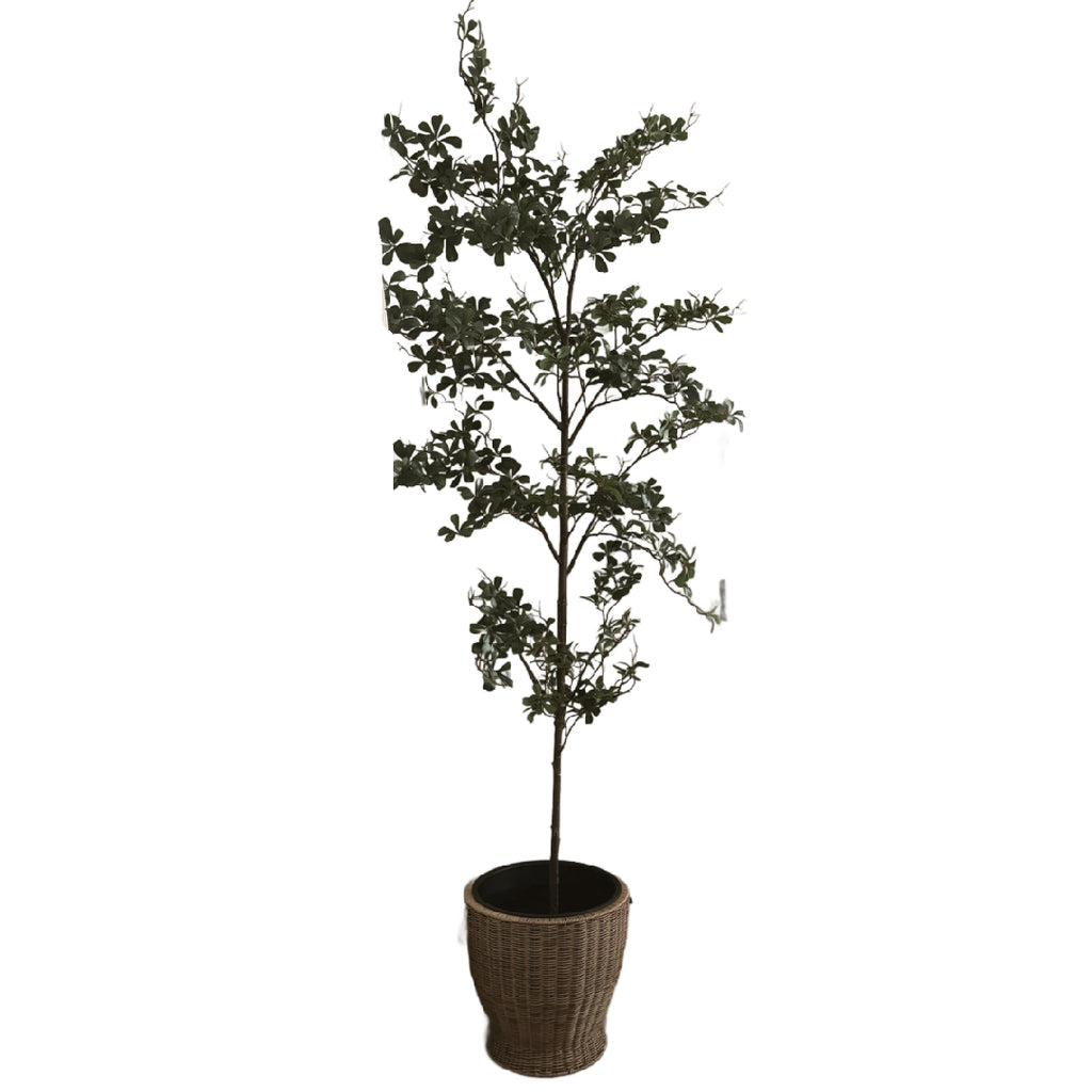 8ft tall black olive tree in wicker pot rental