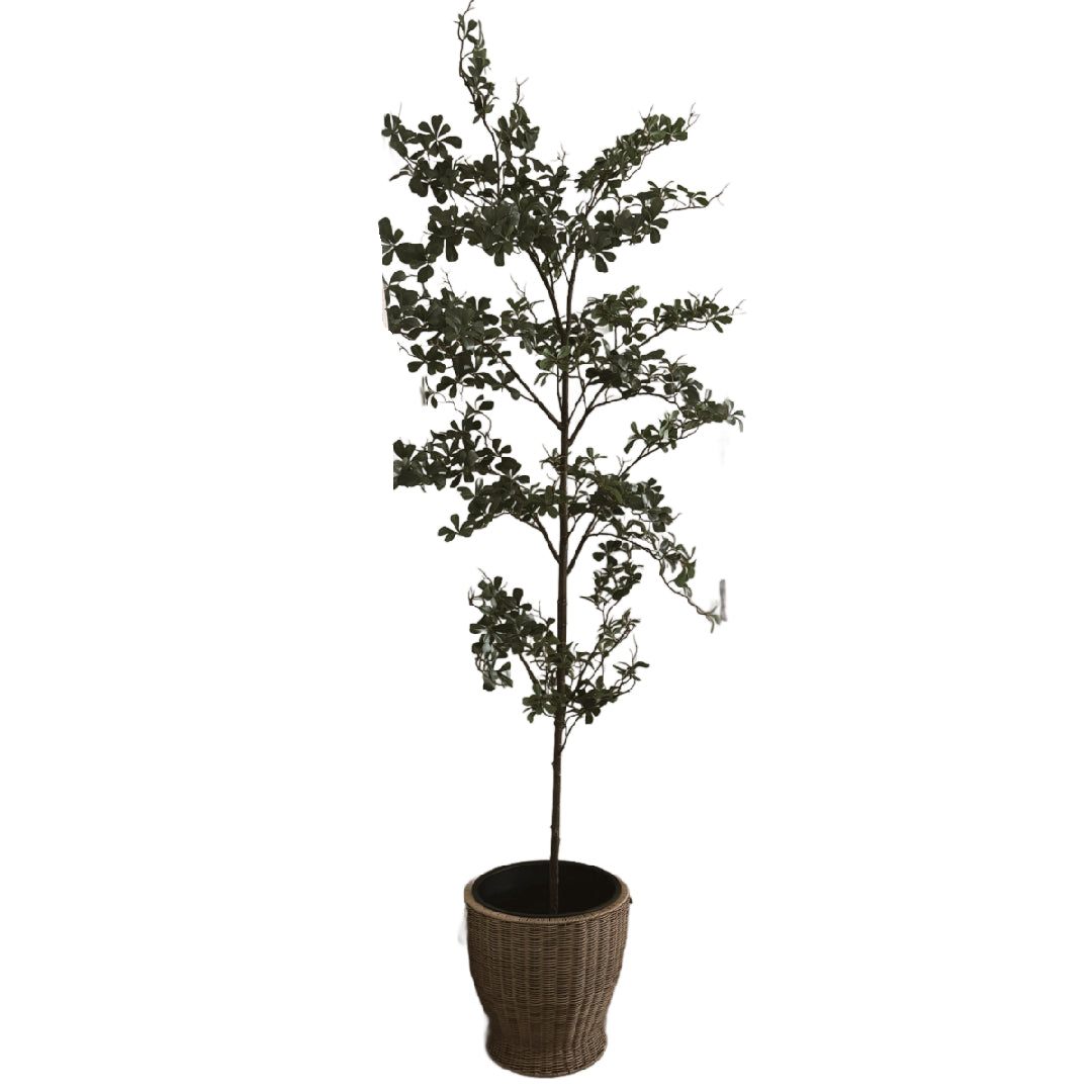 8ft tall black olive tree in wicker pot rental