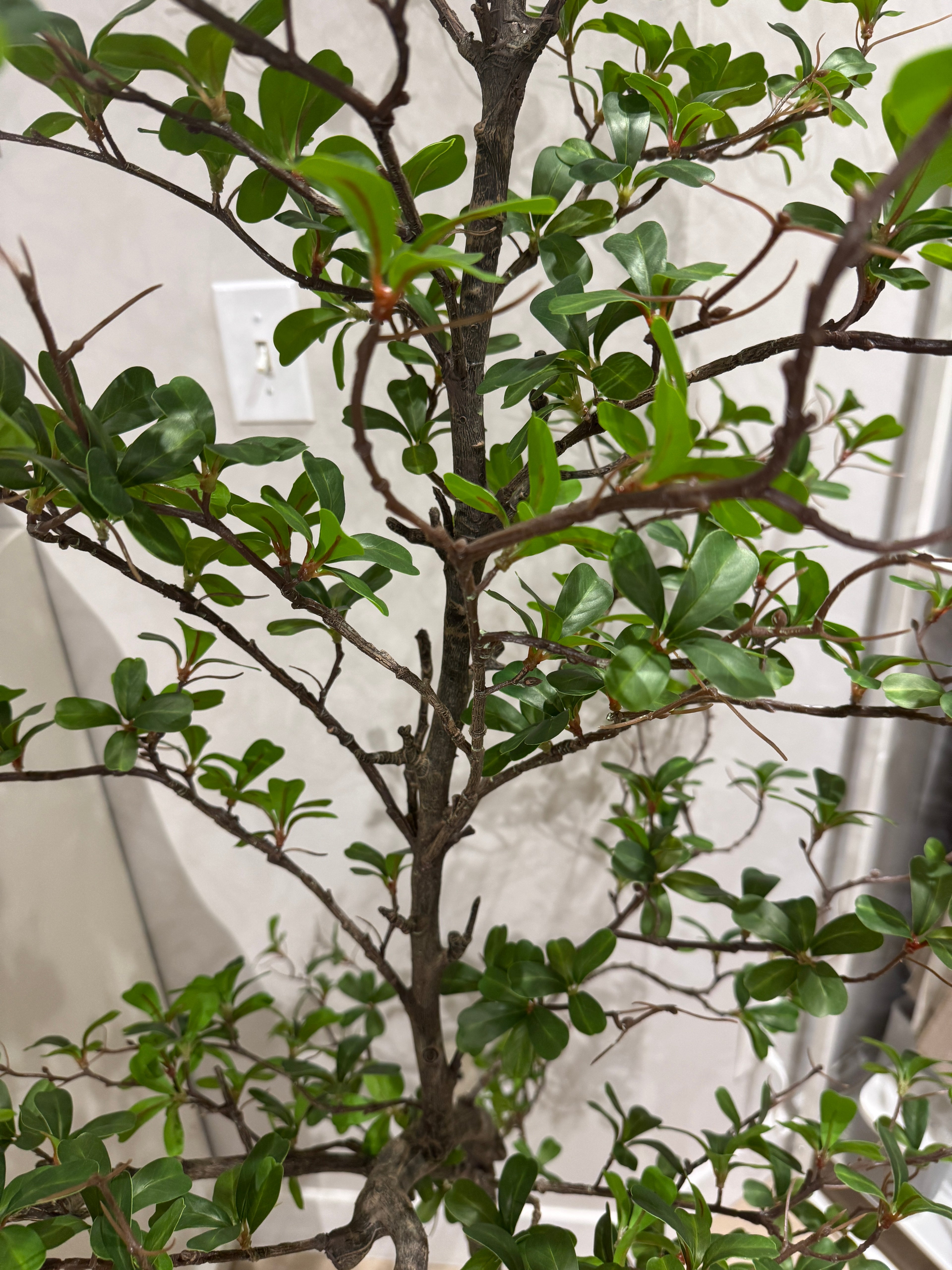 Faux ficus tree 7ft tall rental