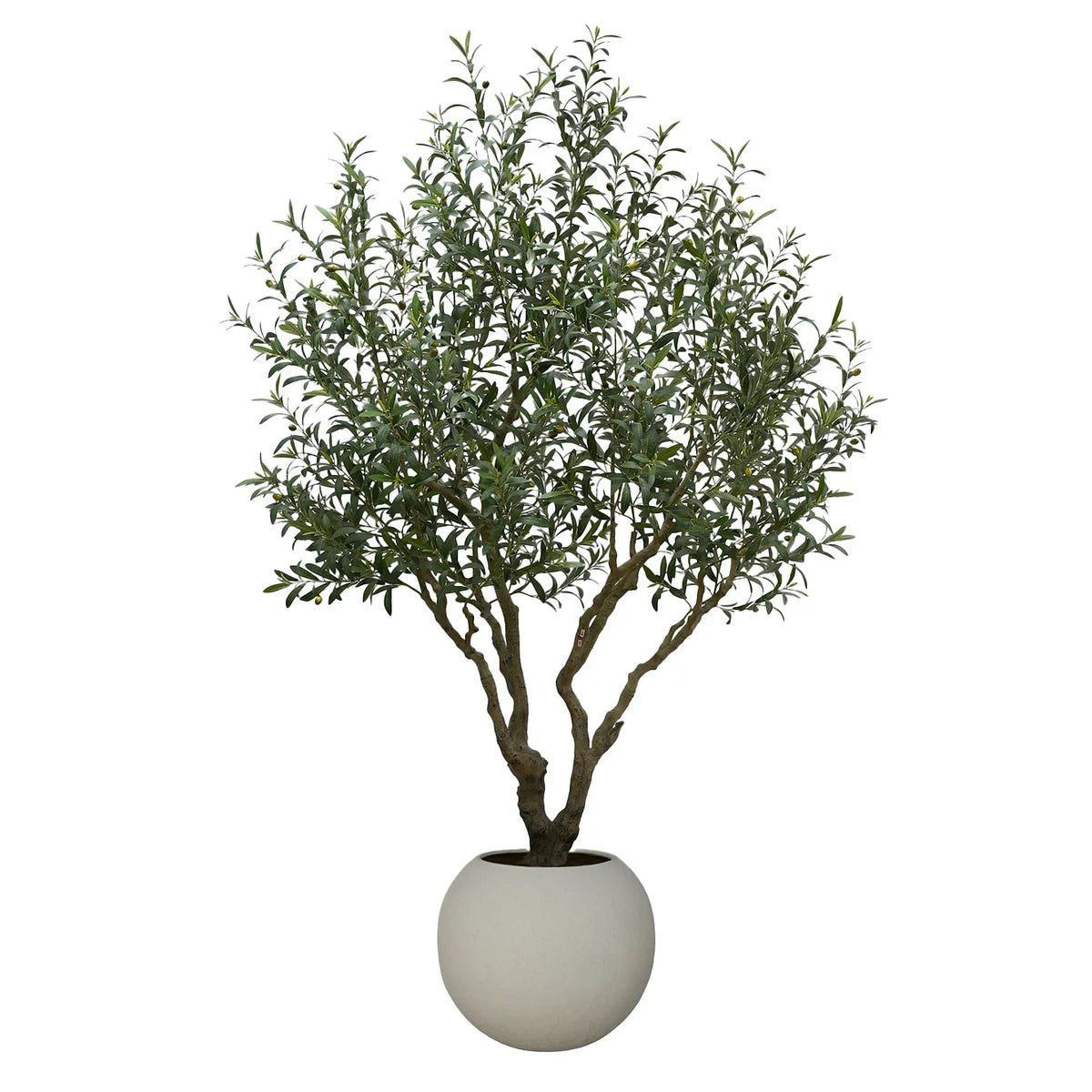 Luxury 8ft x 6ft wide olive tree rental