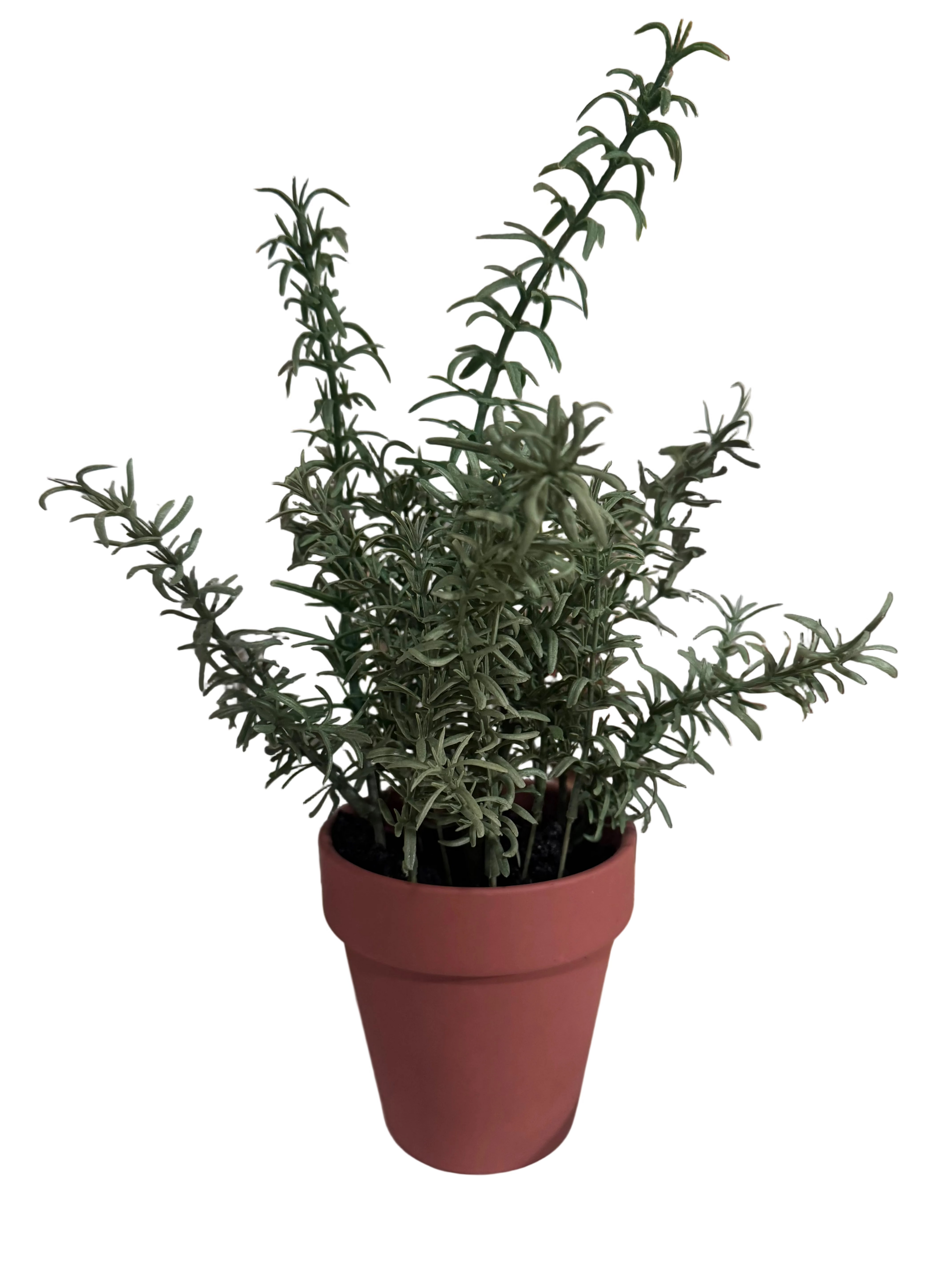 10” faux. herb plant rental